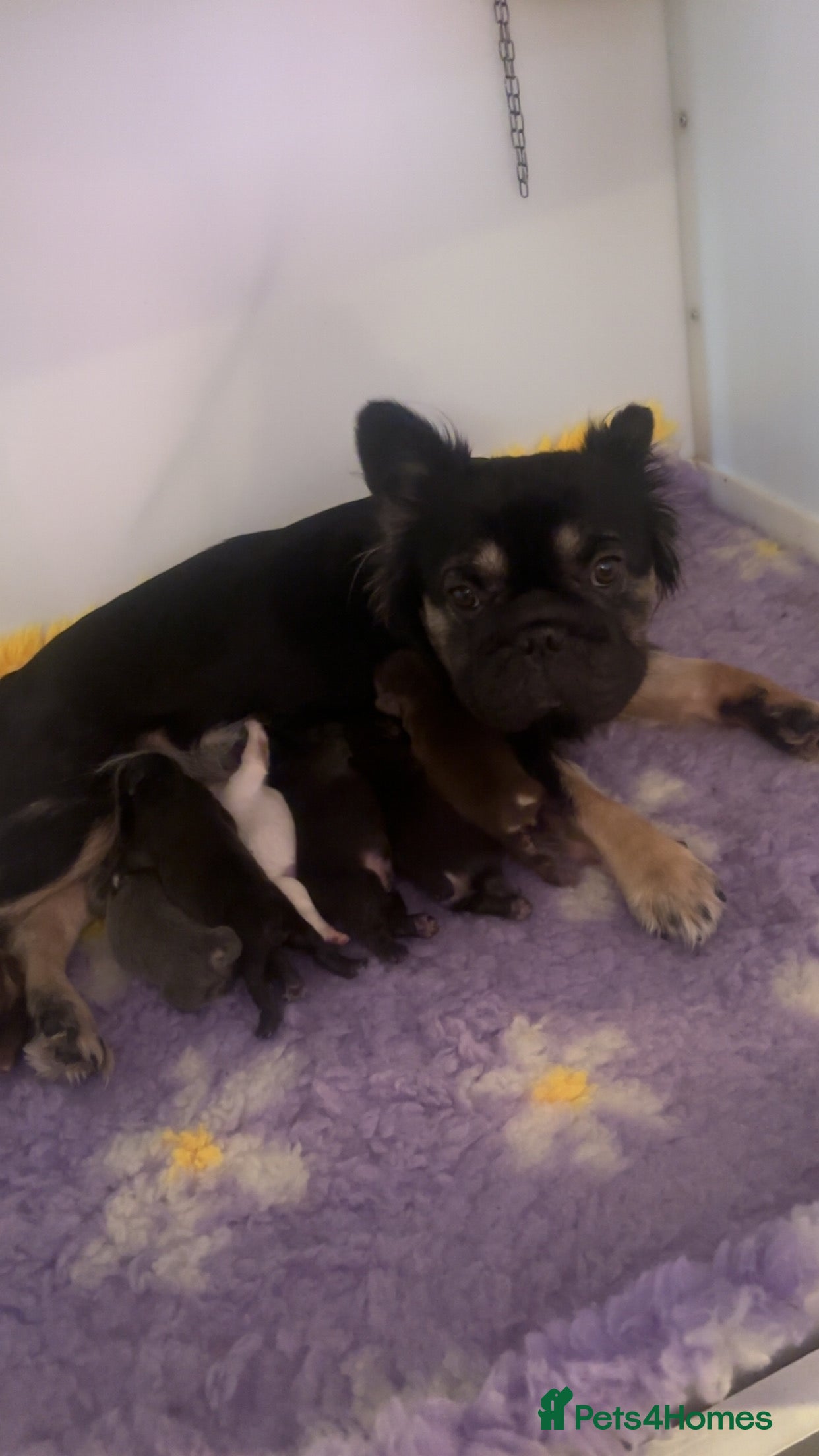 French Bulldog dogs Fluffy French bulldog - Advert 2