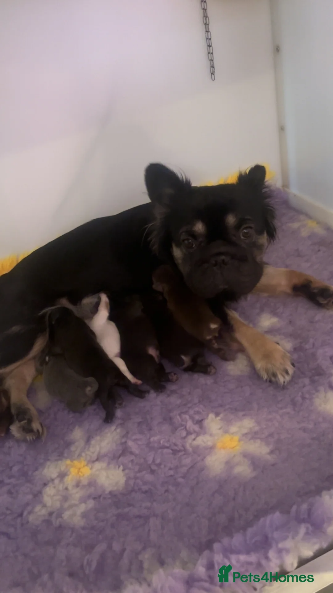 French Bulldog dogs for sale: Fluffy French bulldog in Witham - Advert 2