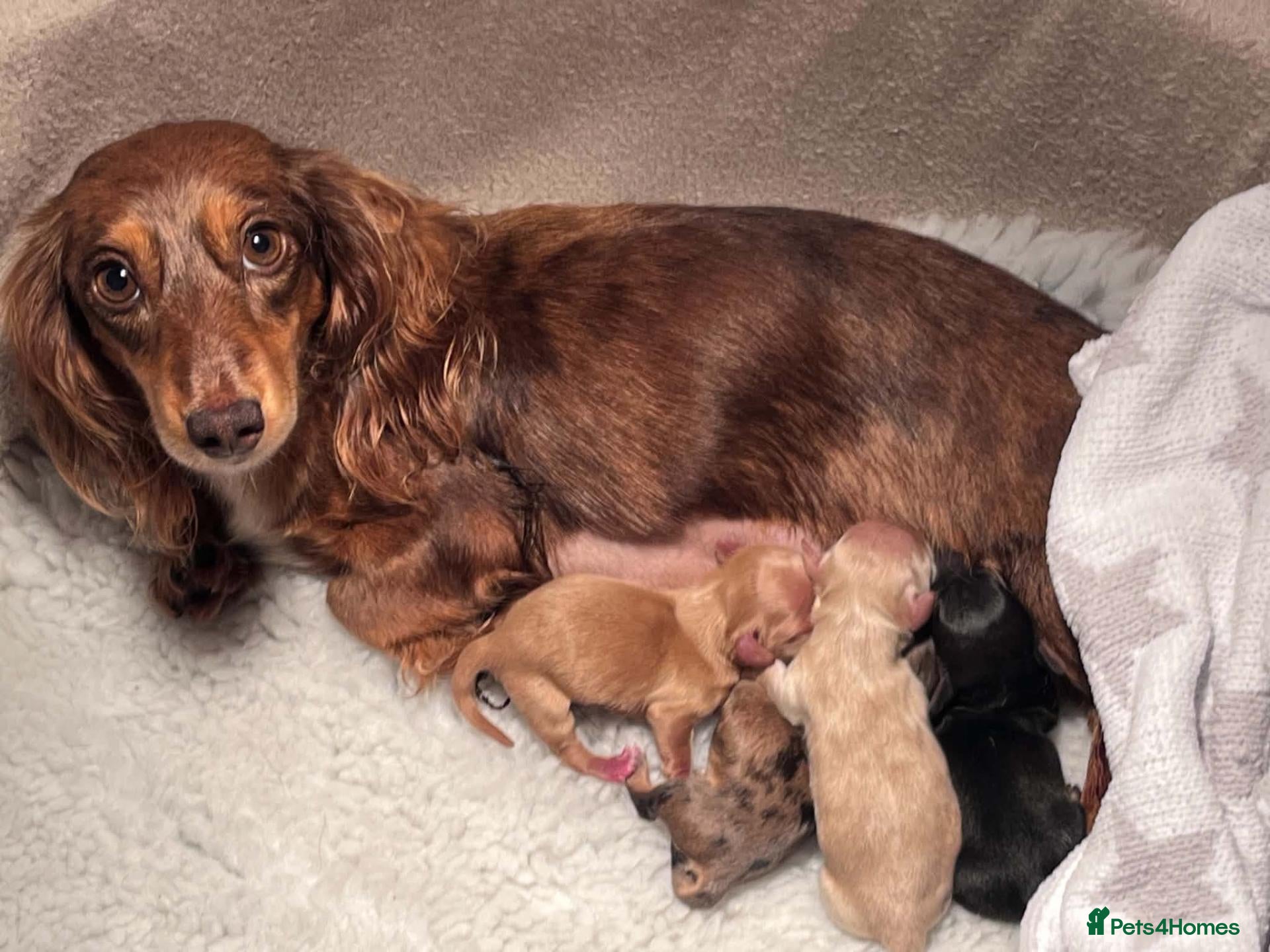Miniature Dachshund dogs 5*Licensed+KCreg+Vetchecked+PRAclear+LONG HAIRED - Advert 1