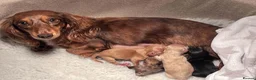 Miniature Dachshund dogs for sale: 5*Licensed+KCreg+Vetchecked+PRAclear+LONG HAIRED - Advert 1