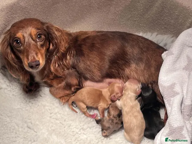 Miniature Dachshund dogs 5*Licensed+KCreg+Vetchecked+PRAclear+LONG HAIRED - Advert 1
