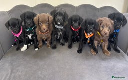Chipoo dogs for sale: Stunning Chipoo Pups DNA Health Tested - Image 1