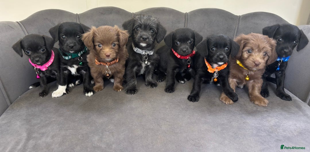 Chipoo dogs for sale: Stunning Chipoo Pups DNA Health Tested - Image 1