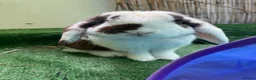 Mini Lop rabbits for sale: 3 year old mini lop  - Advert 2