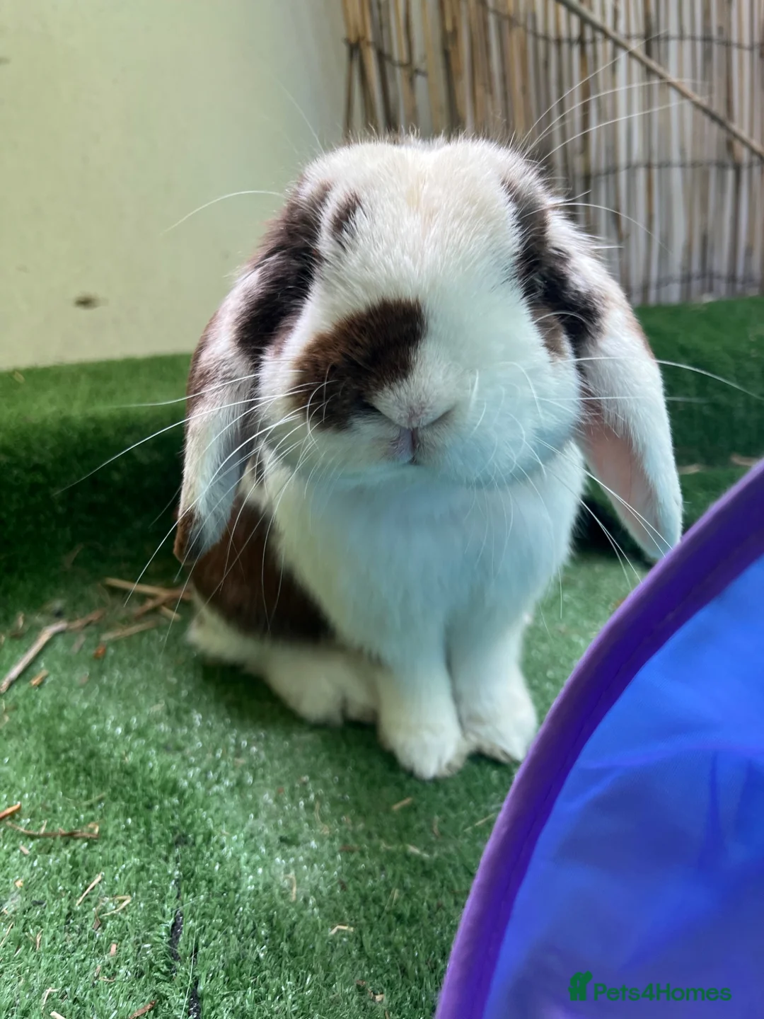 Mini Lop rabbits for sale: 3 year old mini lop  - Advert 2
