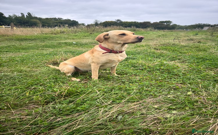 Labrador Retriever dogs - Advert 16