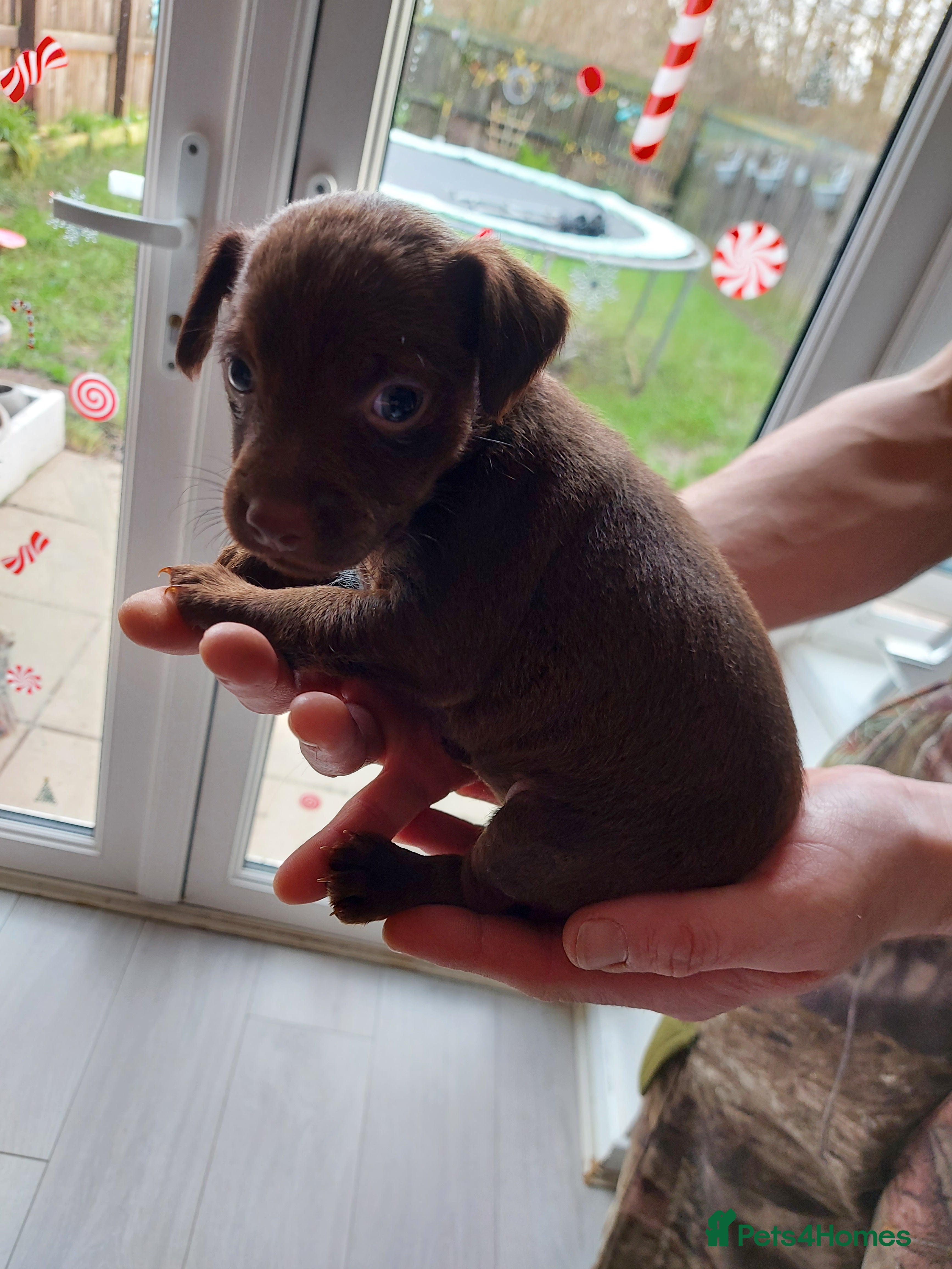 Patterdale Terrier dogs Patterdale terrier puppies  - Advert 4