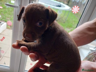 Patterdale Terrier dogs Patterdale terrier puppies - Advert 3