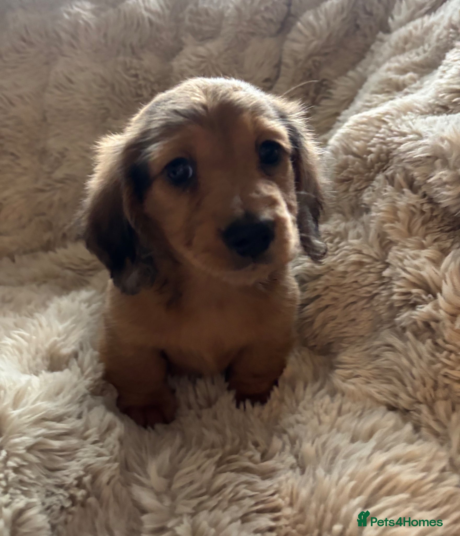 Miniature Dachshund dogs miniature long hair dachshund  - Advert 1