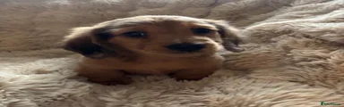Miniature Dachshund Puppy 1