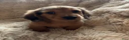 Miniature Dachshund dogs for sale: miniature long hair dachshund  in Inverurie - Advert 1