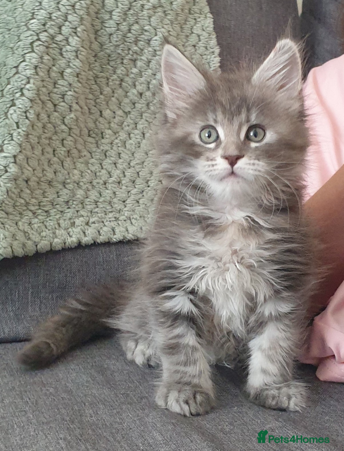 Maine Coon cats Tica registered Maine Coons 2 girls remaining - Advert 17