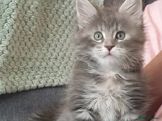 Maine Coon cats Tica registered Maine Coons 2 girls remaining - Advert 17