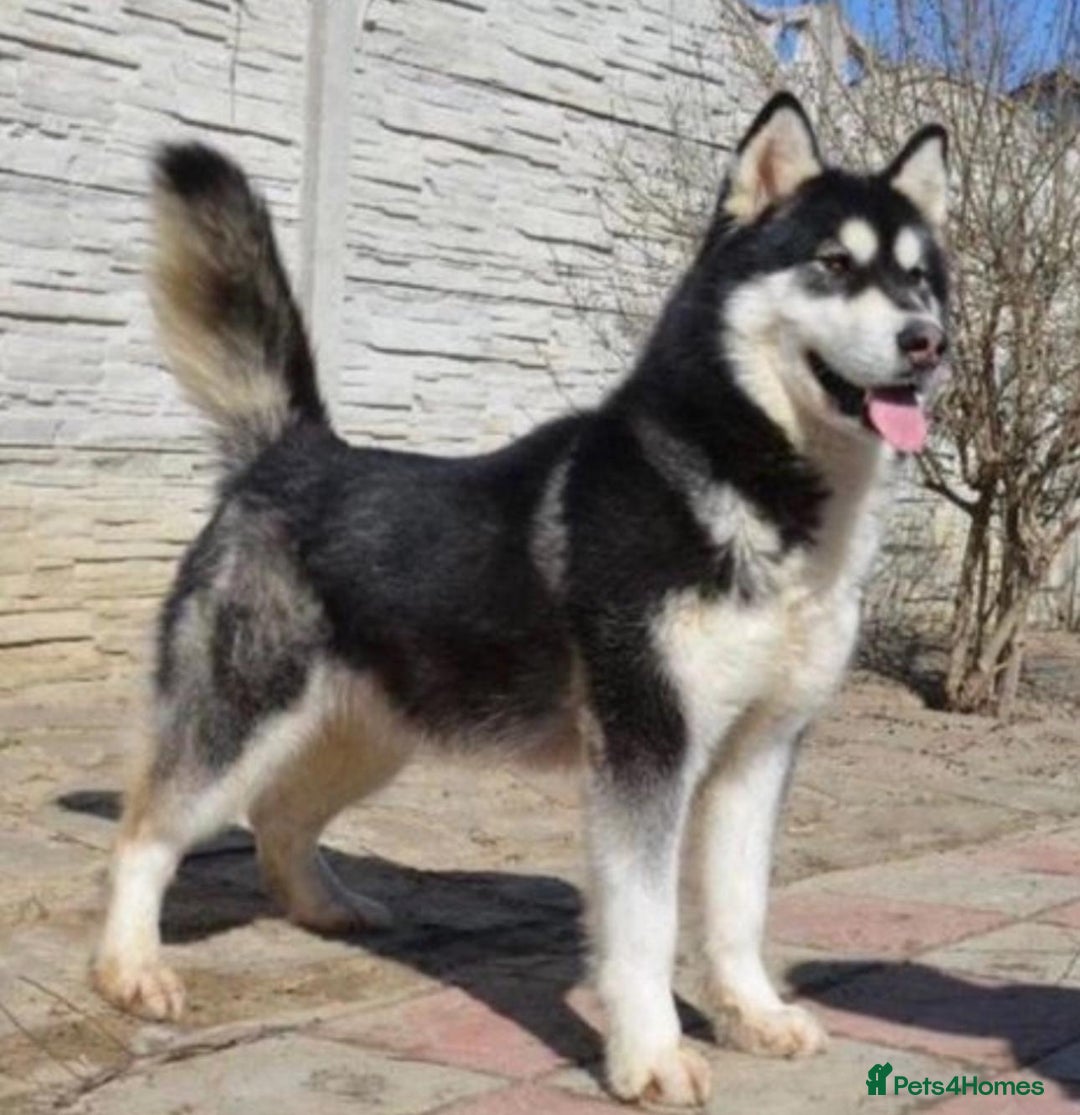 Mixed Breed dogs for sale: Alaskan shepherd pups - Image 1