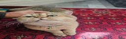 British Shorthair cats for sale: British golden kitten - Advert 11