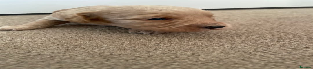 Cockapoo Puppy 5
