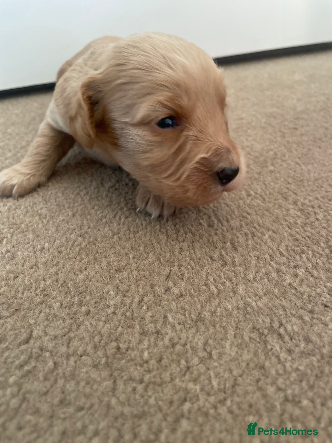 Cockapoo dogs for sale: Beautiful F2 Cockapoo Puppies - Image 17