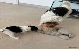 Fox Terrier dogs for sale: Stunning wire fox terrier puppies  - Image 8