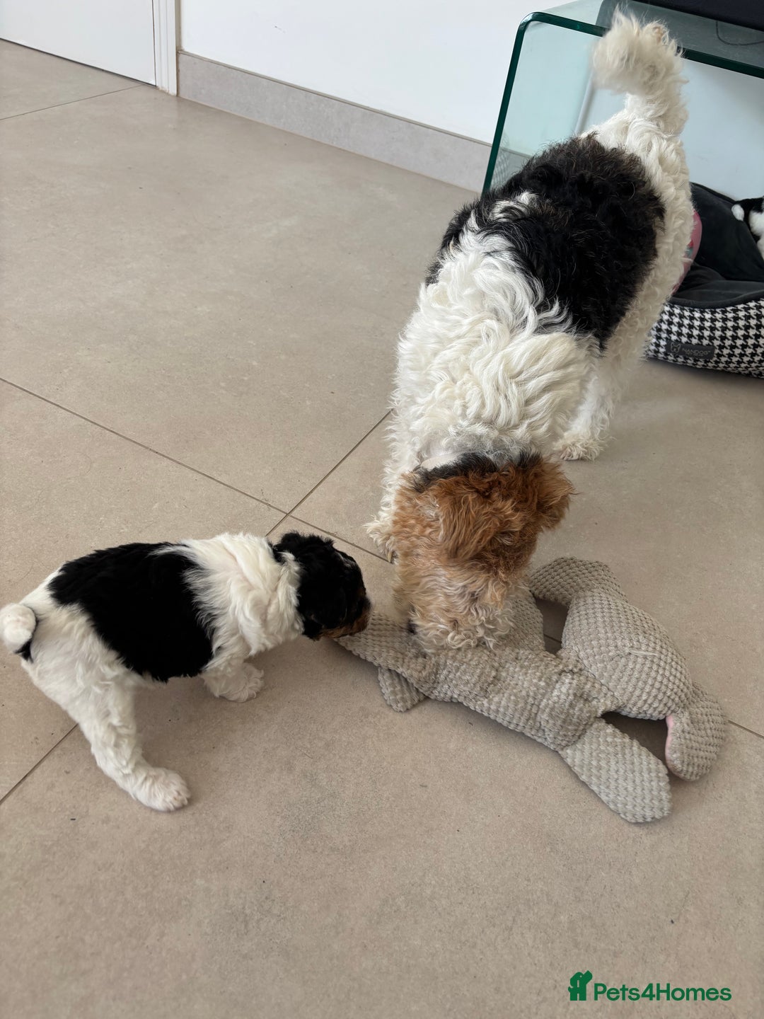 Fox Terrier dogs for sale: Stunning wire fox terrier puppies  - Image 8