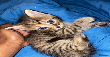 Mixed Breed cats - Advert 13