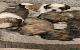 Shih Tzu dogs for sale: Shih Tzu - Image 19