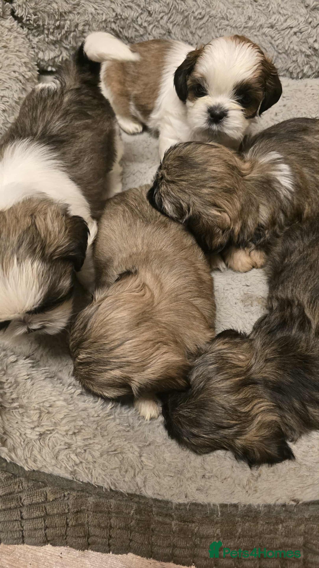 Shih Tzu dogs for sale: Shih Tzu - Image 19