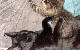 Mixed Breed cats for sale: Mixed breed kittens - Image 6