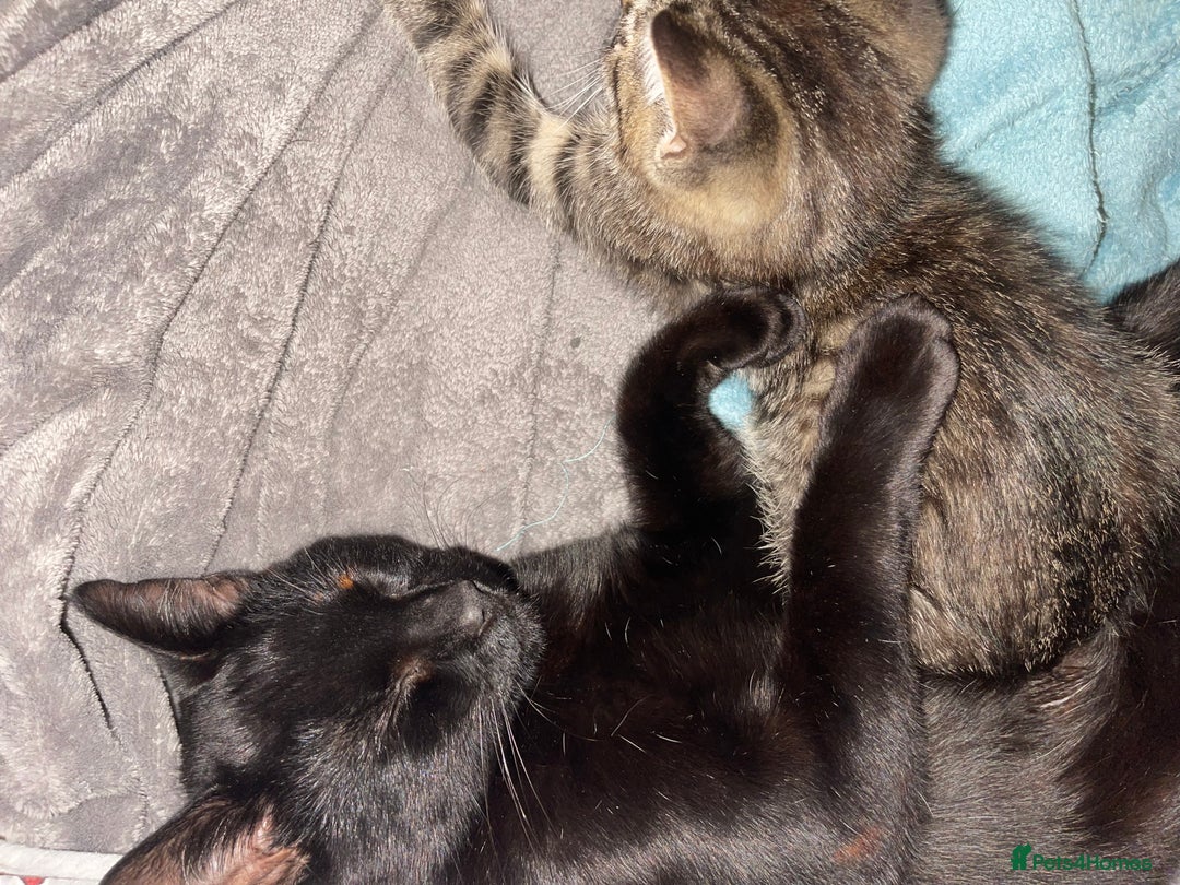 Mixed Breed cats for sale: Mixed breed kittens - Image 6