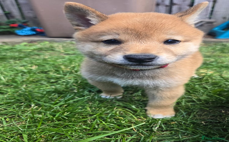 Japanese Shiba Inu dogs - Advert 2