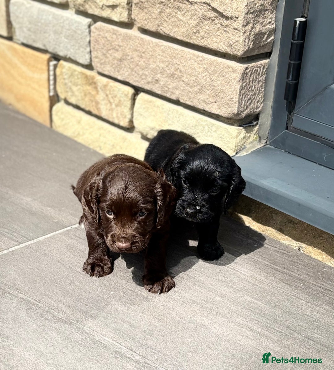 Cocker Spaniel dogs for sale: Gorgeous Cocker Spaniel Litter - Image 6