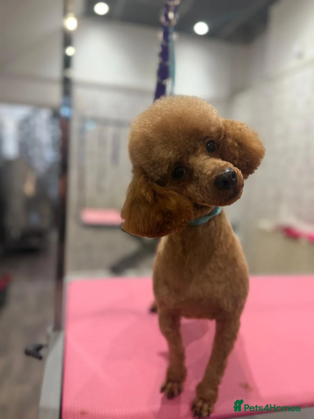 Toy Poodle dogs for sale: ❤️❤️Deep Red Petite KC Toy Poodles❤️❤️ - Advert 20