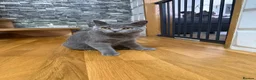 British Shorthair cats for sale: British shorthair kittens Ready Now - Advert 9