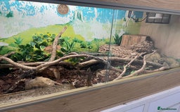 Python Snake reptiles for sale: Gorgeous Cinnamon royal python - Image 2