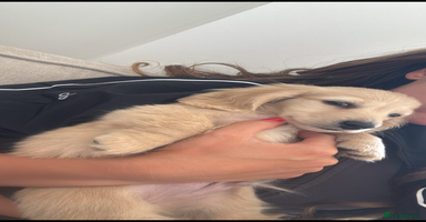 Miniature Dachshund dogs - Advert 6