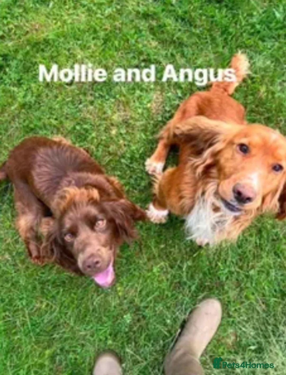 Cocker Spaniel dogs for sale: Working cocker spaniel  - Advert 3