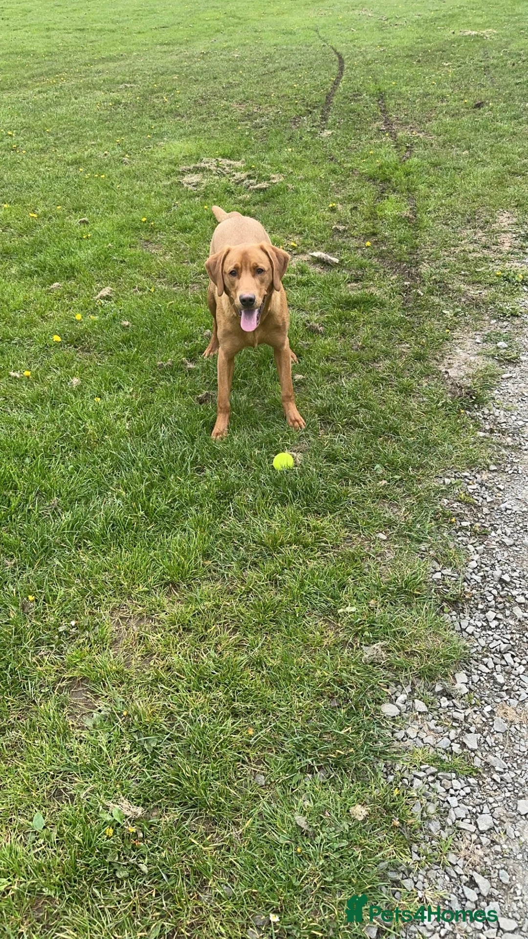 Labrador Retriever dogs for stud: Ronnie  - Advert 8