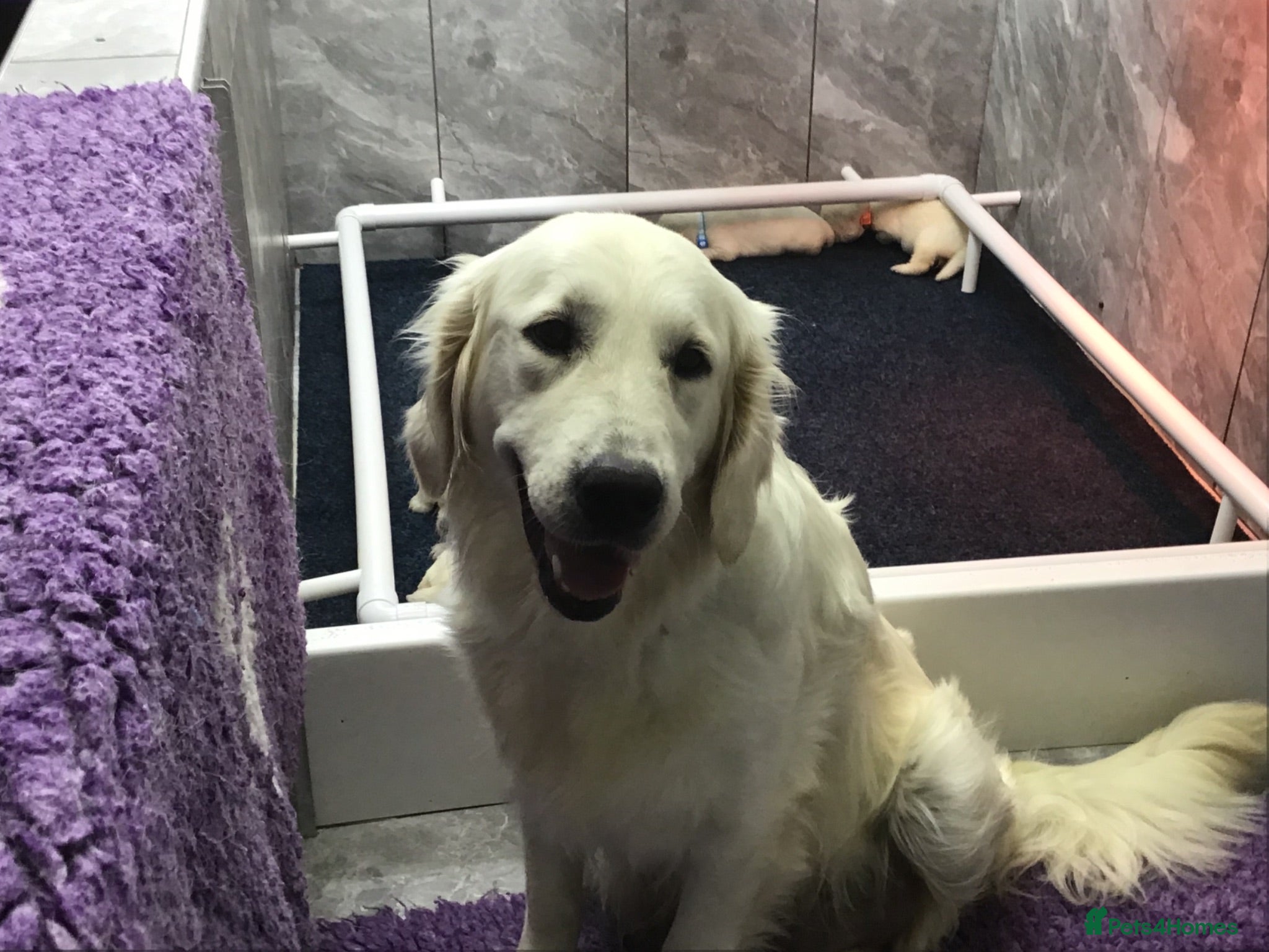Golden Retriever dogs Kc Registered Golden Retriever puppies - Advert 1