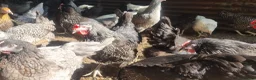 Chickens poultry for sale: bluebells, light Sussex, rhode rock, speckled - Advert 2