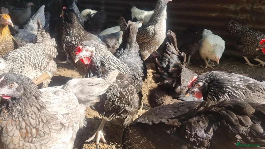 Chickens poultry for sale: bluebells, light Sussex, rhode rock, speckled - Advert 2
