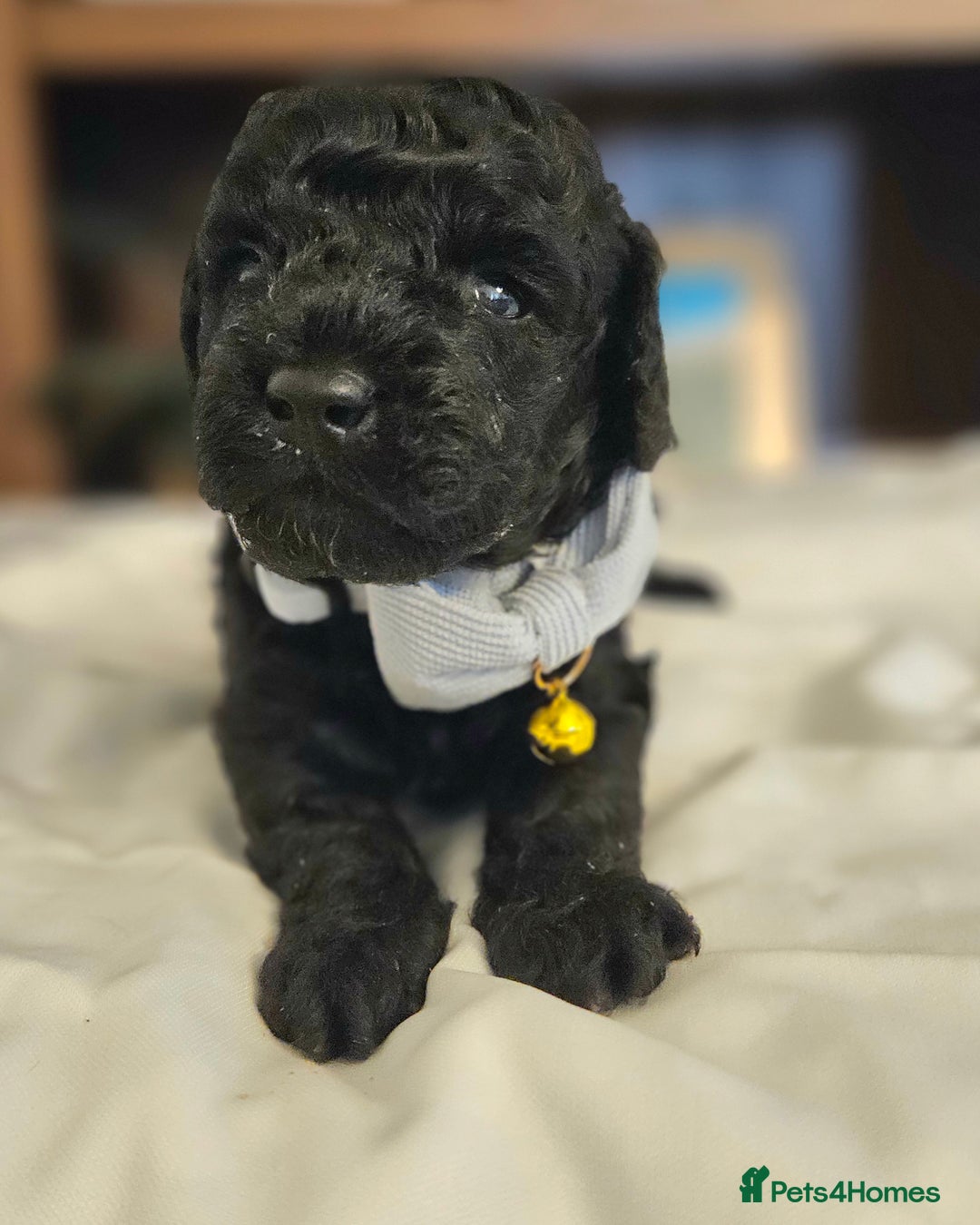 Toy Poodle dogs for sale: Toy poodle puppies D.N.A clear. - Image 5