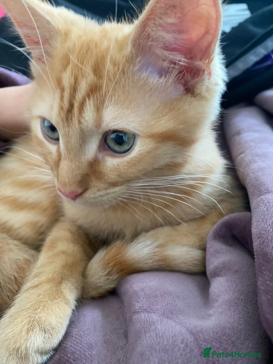 Mixed Breed cats for sale: 7 months microchipped male ginger mixed kitten - Advert 2