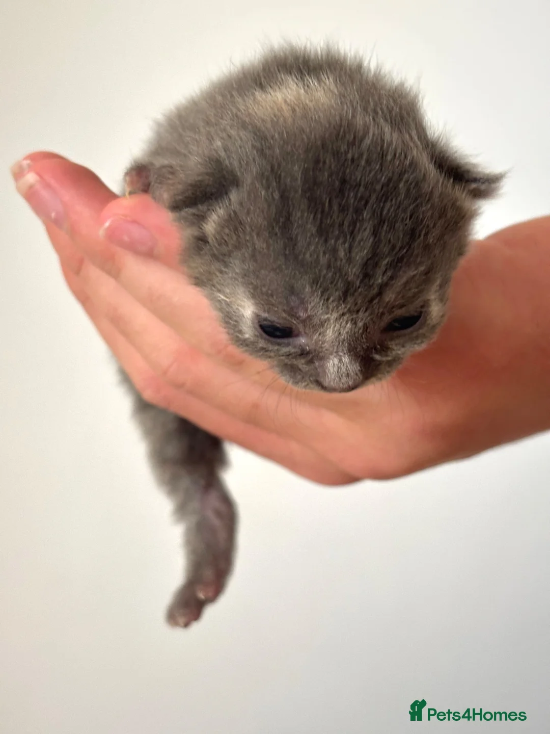 Siberian cats for sale: Beautiful Siberian Kittens-5 Boys-Hypoallergenic - Advert 26