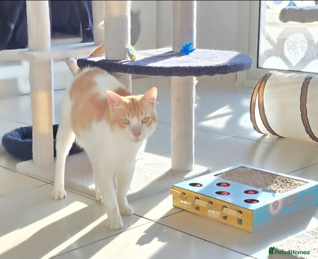 Mixed Breed cats for adoption: [Indoors only] Goofy! Adorable clingy champ! - Advert 9