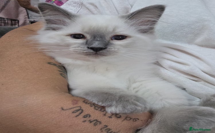 Ragdoll cats - Advert 14