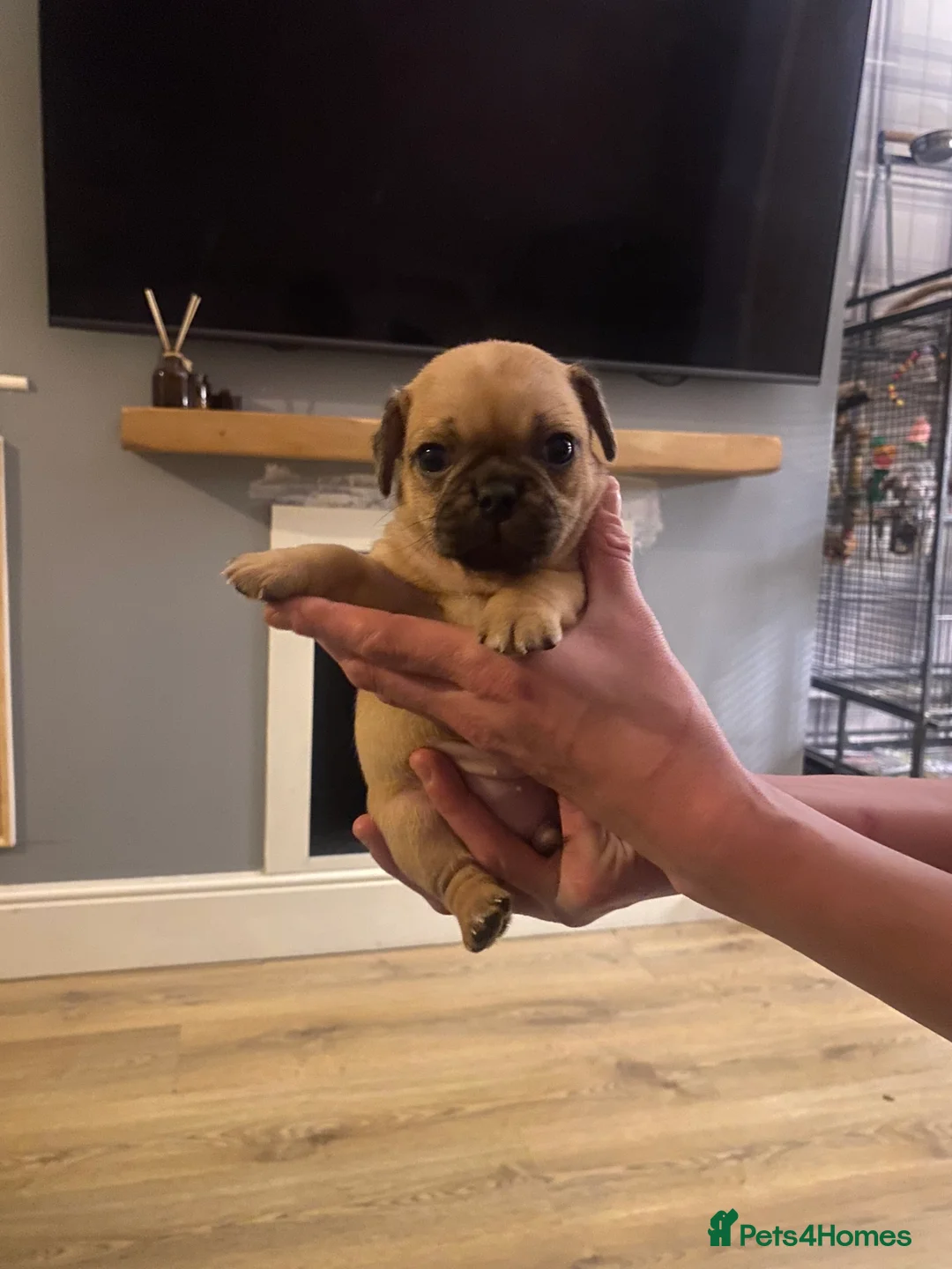 Jug dogs for sale: Jug pups  - Advert 20