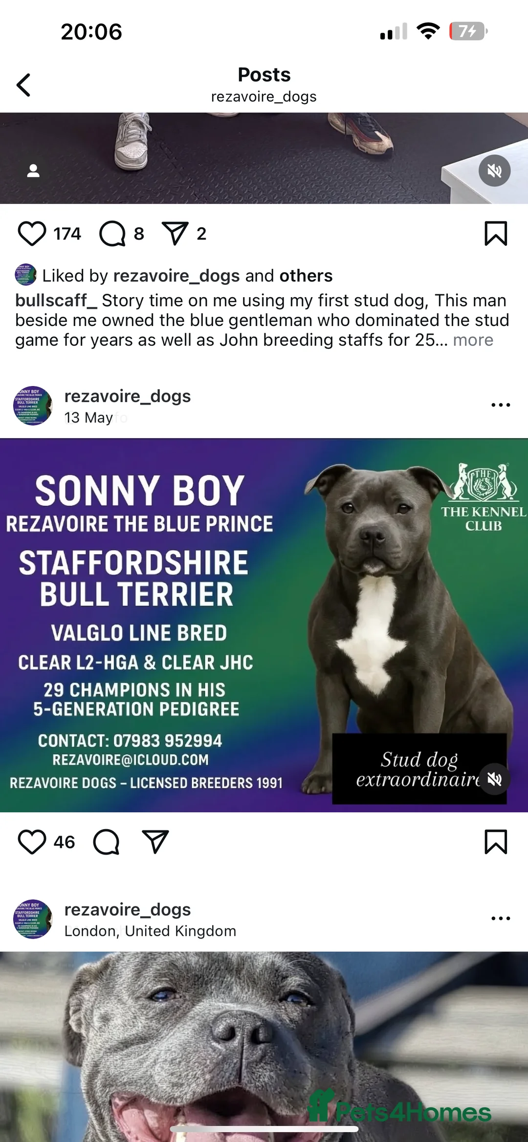 Staffordshire Bull Terrier dogs for sale: LAST BOY LEFT KC REGISTERED 5 STAR BLUE   - Advert 14