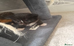 Bengal cats for sale: Bengal crossed tabby ready now  - Image 2