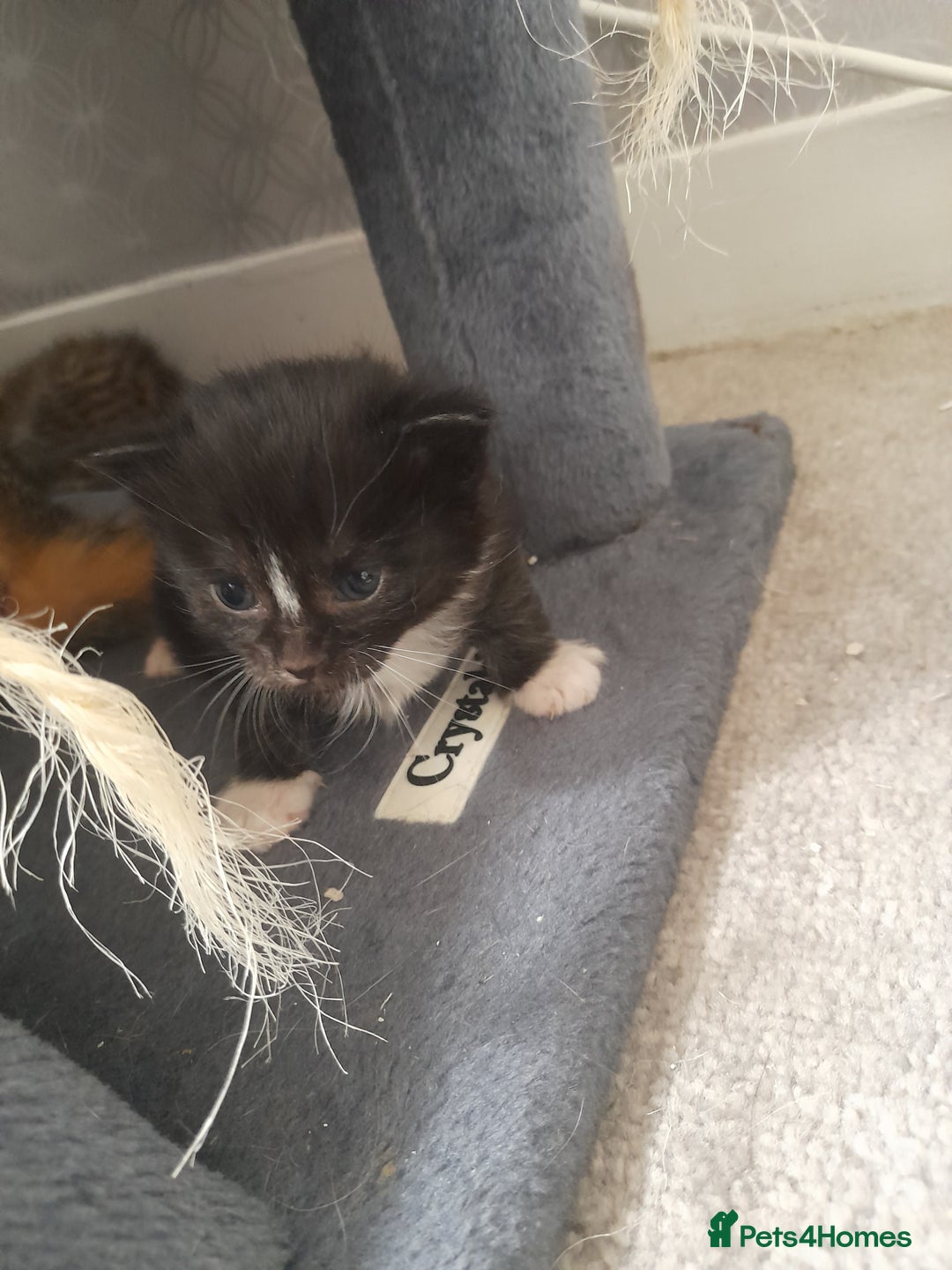 Bengal cats for sale: Bengal crossed tabby ready now  - Image 2