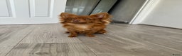 Chihuahua dogs for stud: Red long haired chihuahua for STUD - Advert 9