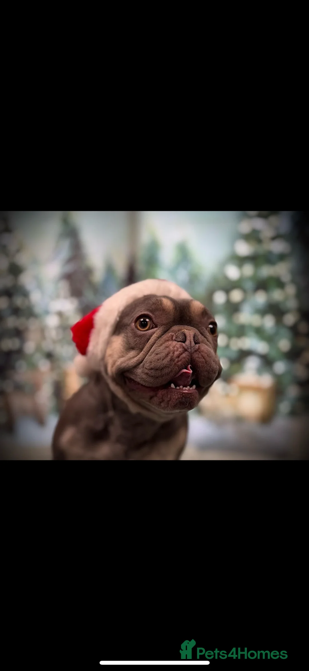 French Bulldog dogs for sale: Male French bulldog 2 years old  - Advert 2